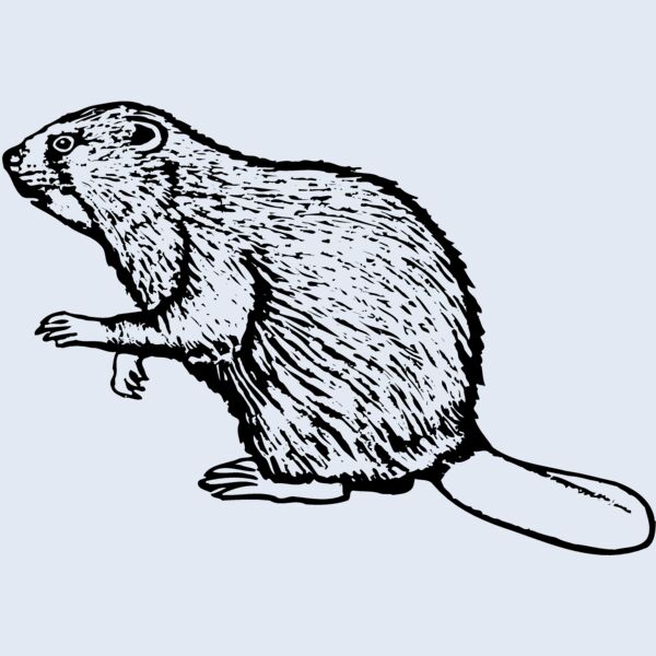 BEAVER03 Thumbnail